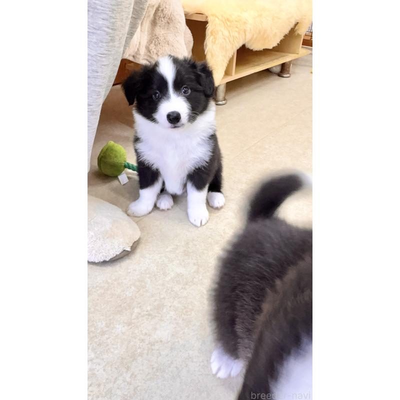 成約済の岐阜県のボーダーコリー-429851の8枚目