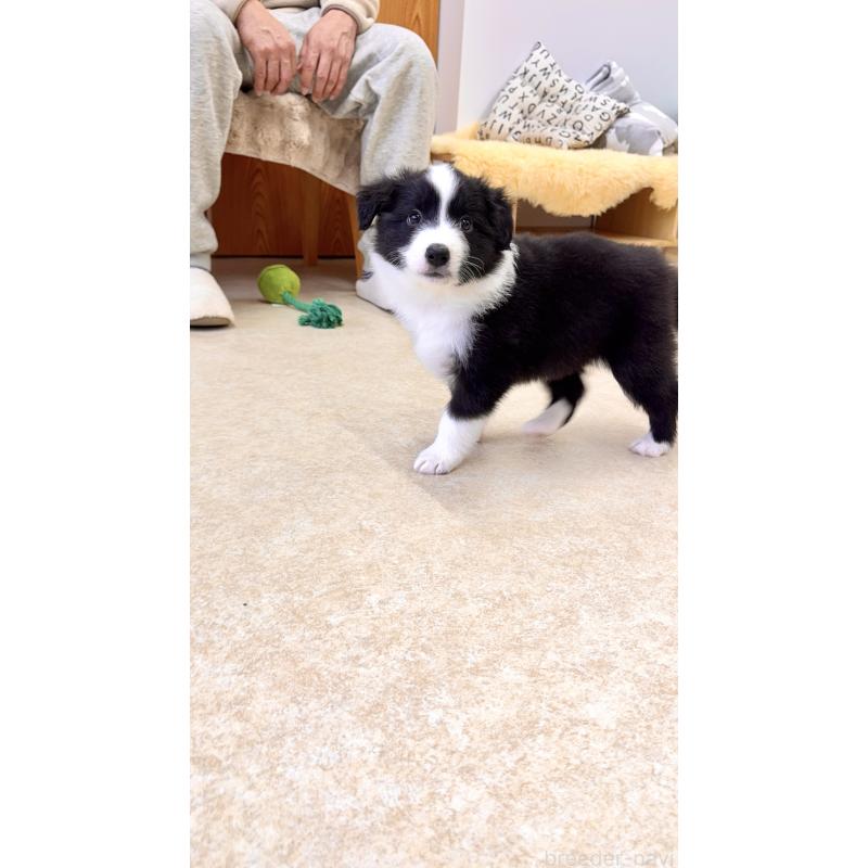 成約済の岐阜県のボーダーコリー-429851の7枚目