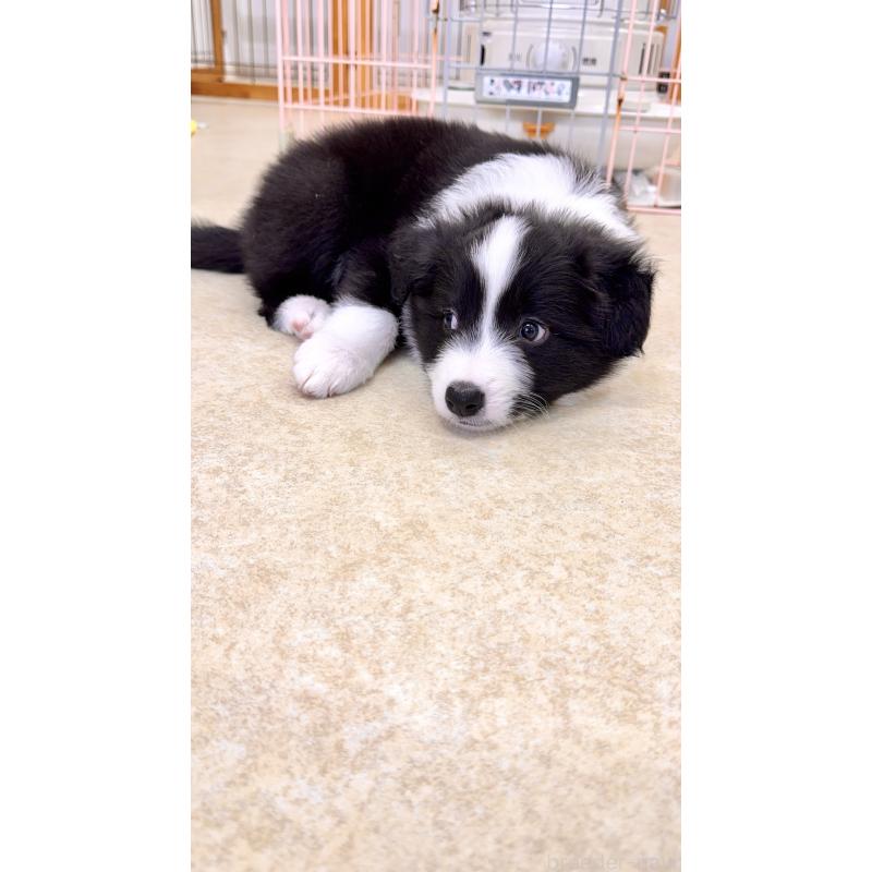 成約済の岐阜県のボーダーコリー-429851の5枚目