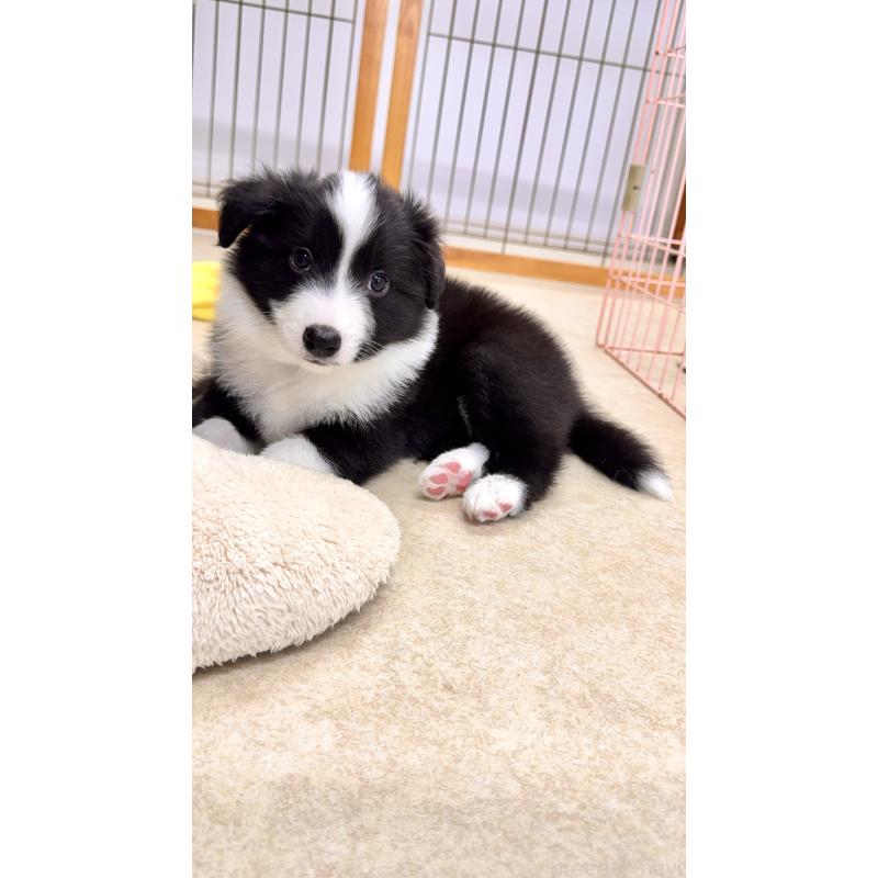 成約済の岐阜県のボーダーコリー-429851の4枚目