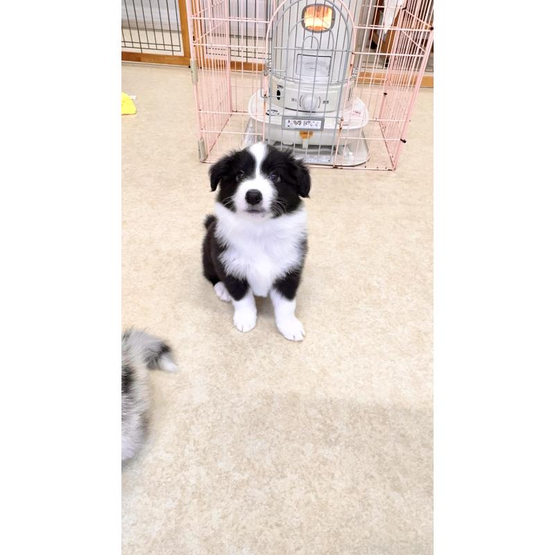 成約済の岐阜県のボーダーコリー-429851の2枚目