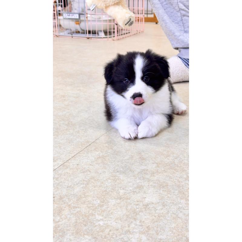 販売中の岐阜県のボーダーコリー-429850