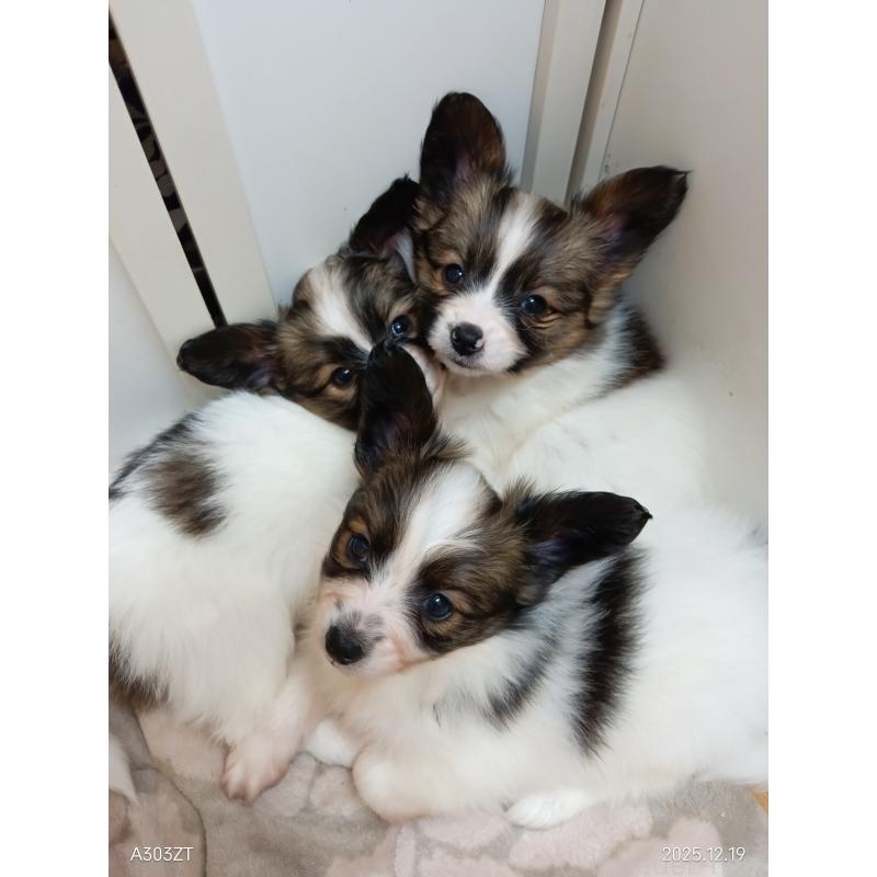 販売中の千葉県のパピヨン-423095の17枚目