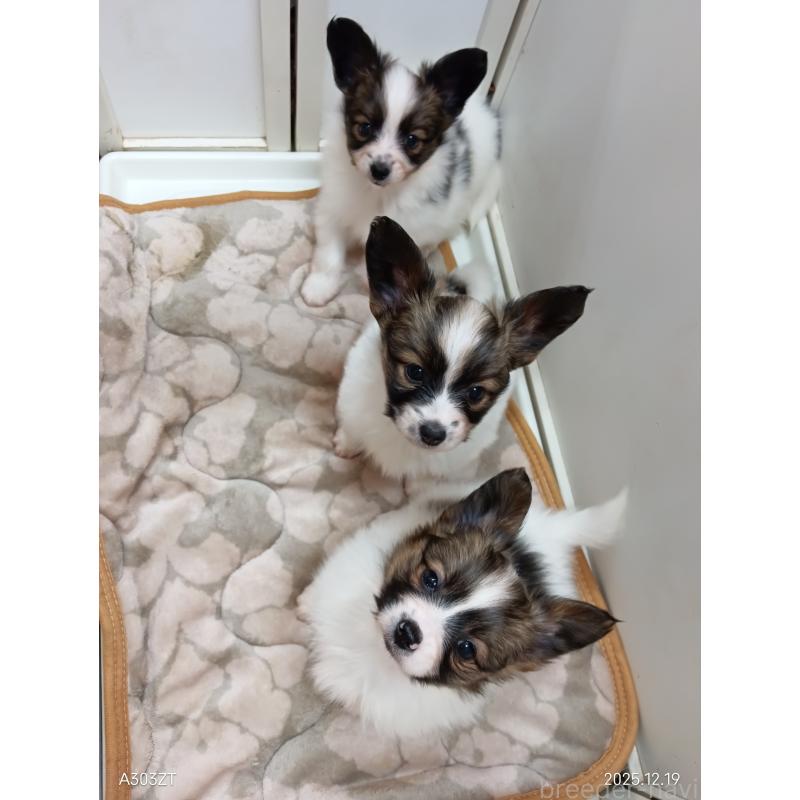 販売中の千葉県のパピヨン-423095の16枚目