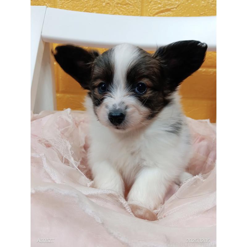 販売中の千葉県のパピヨン-423095の14枚目