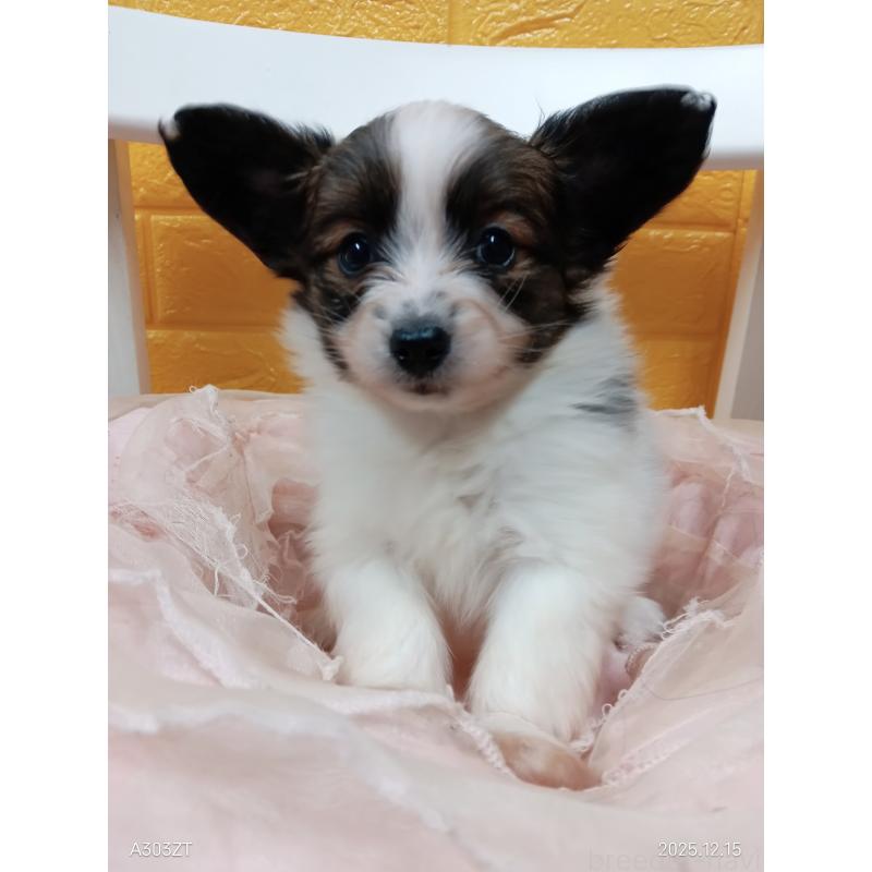 販売中の千葉県のパピヨン-423095の13枚目