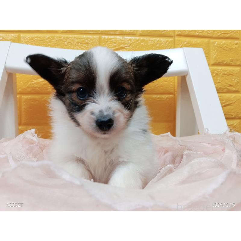 販売中の千葉県のパピヨン-423095の11枚目