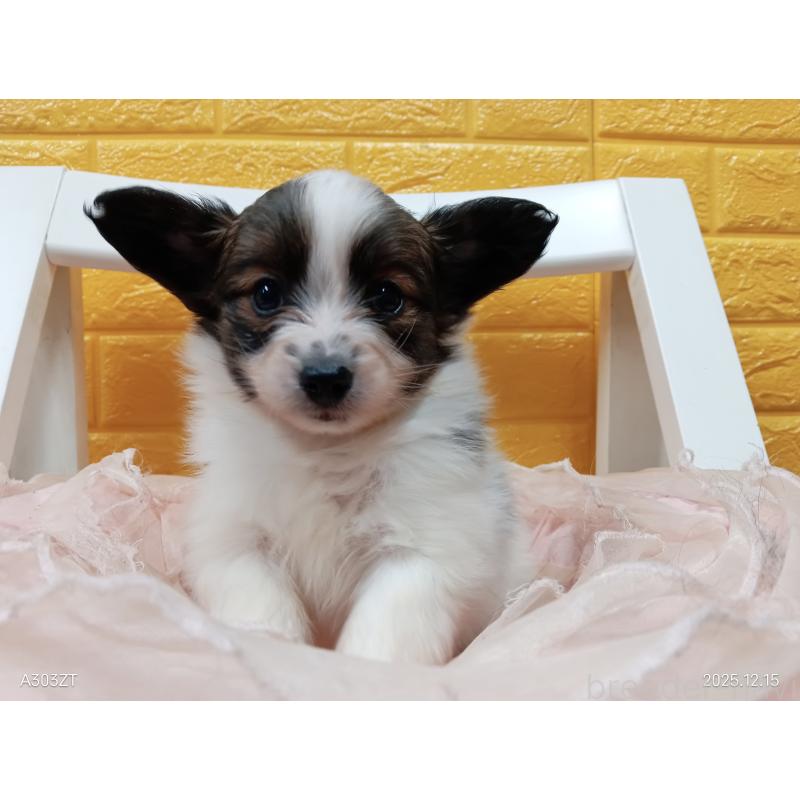 販売中の千葉県のパピヨン-423095の10枚目