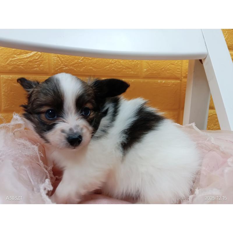 販売中の千葉県のパピヨン-423095の9枚目