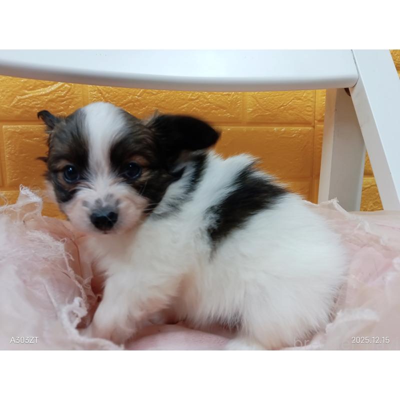 販売中の千葉県のパピヨン-423095の8枚目