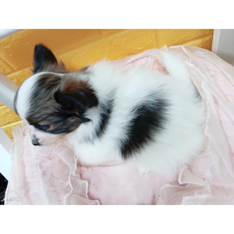 販売中の千葉県のパピヨン-423095の7枚目