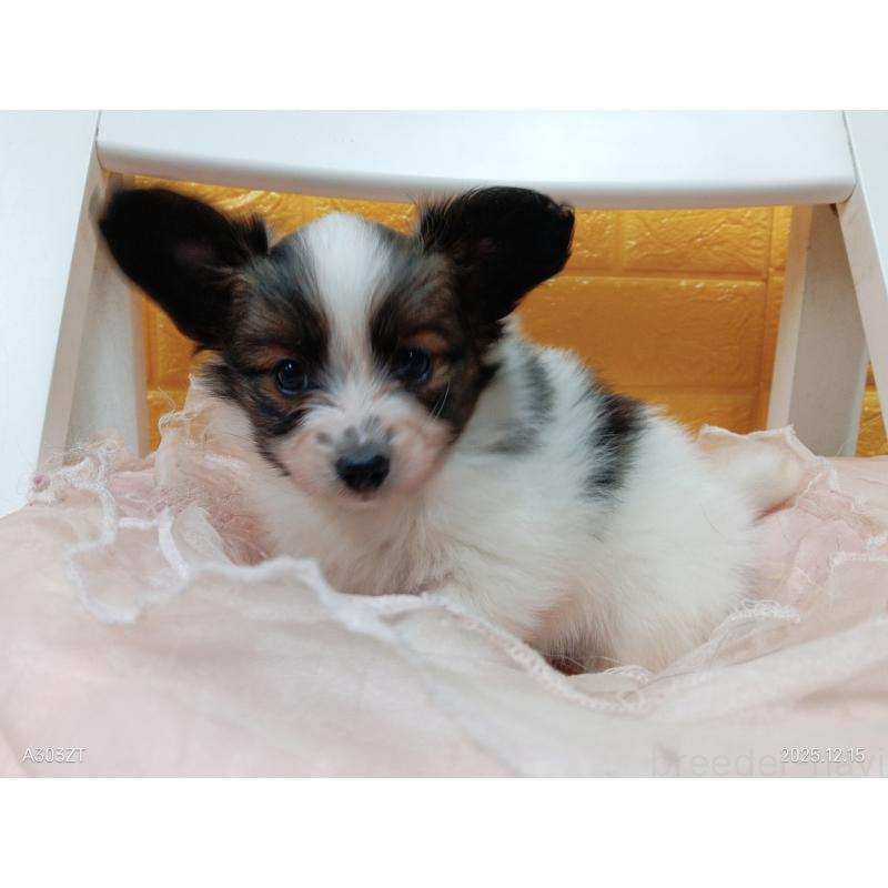 販売中の千葉県のパピヨン-423095の6枚目