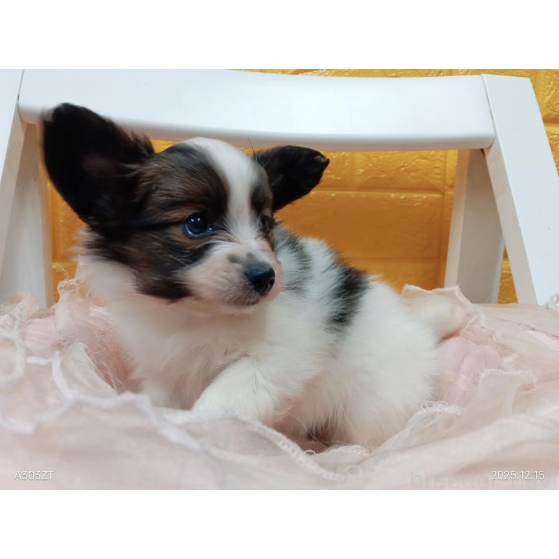 販売中の千葉県のパピヨン-423095の5枚目