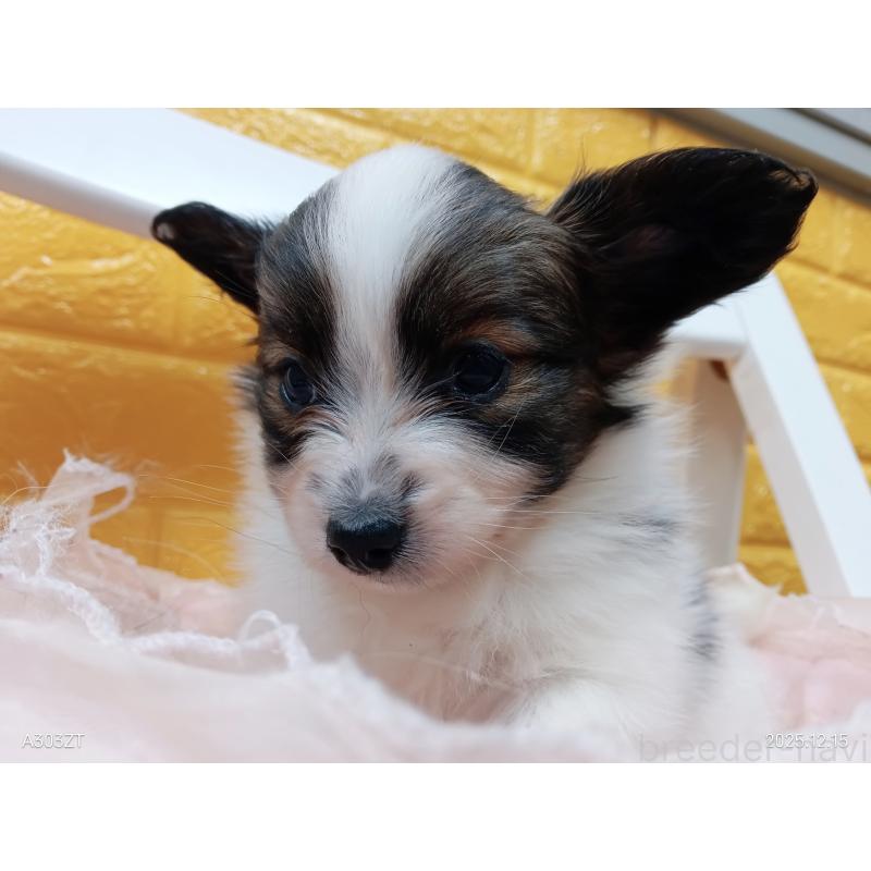 販売中の千葉県のパピヨン-423095の3枚目