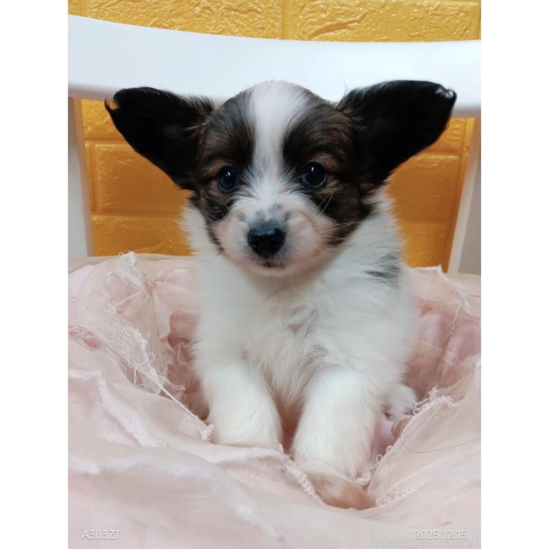 販売中の千葉県のパピヨン-423095の2枚目