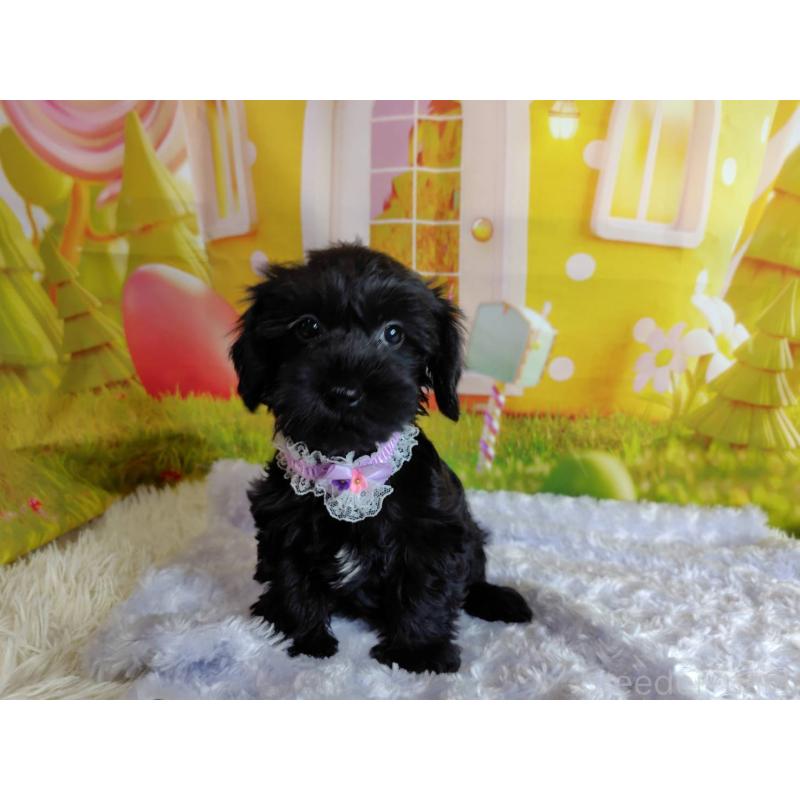 販売中の神奈川県のミックス犬-426515の13枚目