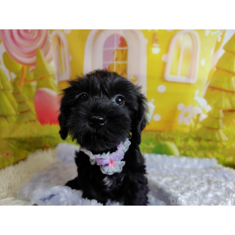 販売中の神奈川県のミックス犬-426515の12枚目