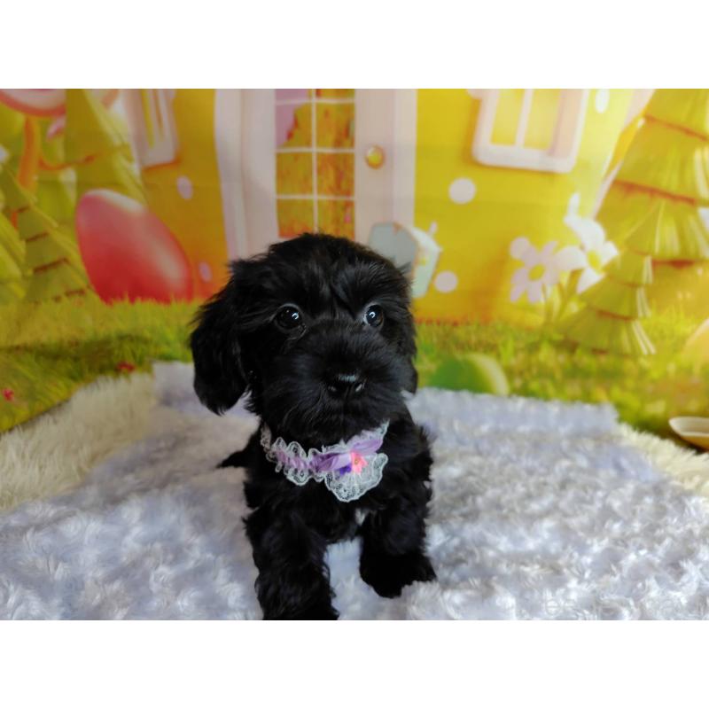 販売中の神奈川県のミックス犬-426515の11枚目