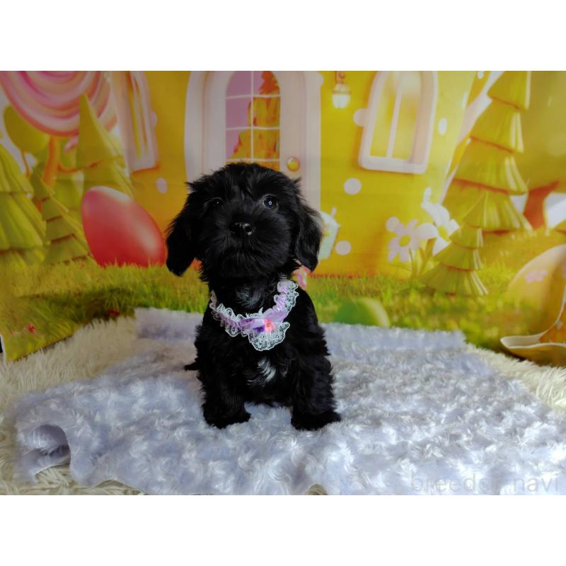 販売中の神奈川県のミックス犬-426515の10枚目