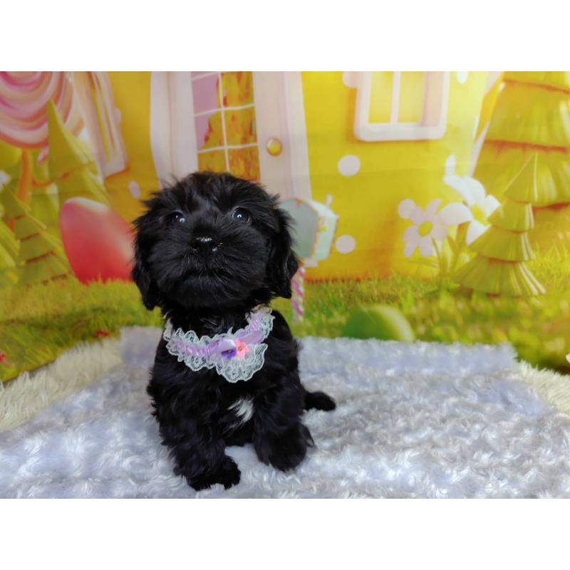 販売中の神奈川県のミックス犬-426515の9枚目