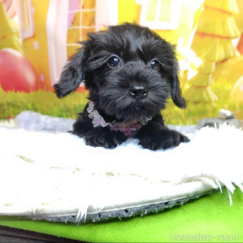 販売中の神奈川県のミックス犬-426515の8枚目