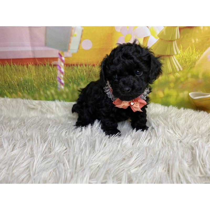 成約済の神奈川県のタイニープードル-430207の4枚目