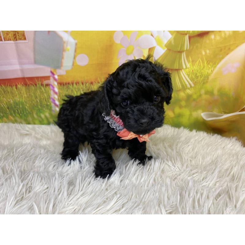 成約済の神奈川県のタイニープードル-430207の3枚目