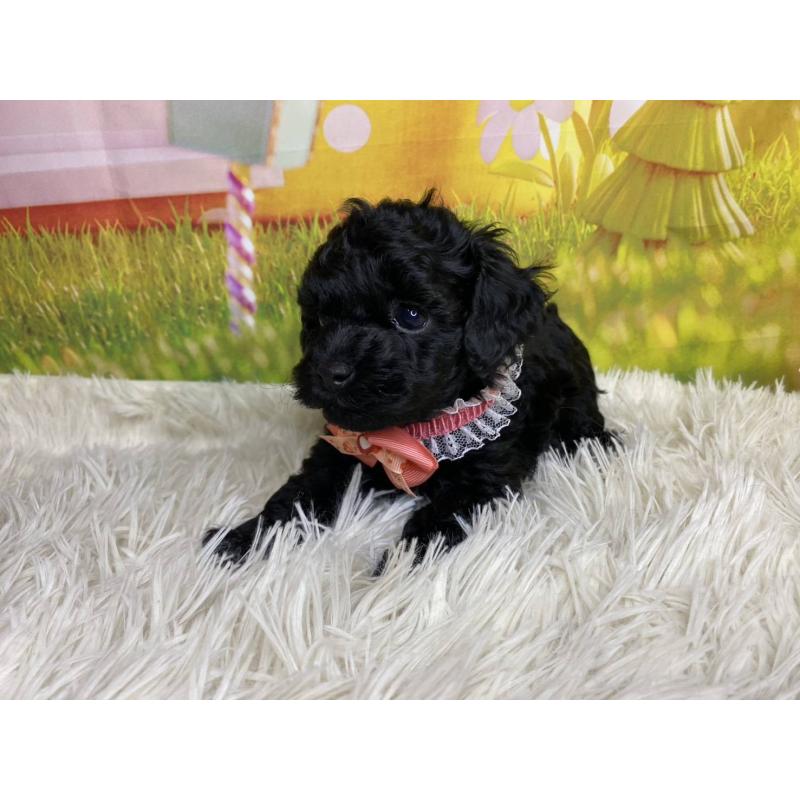 成約済の神奈川県のタイニープードル-430207の2枚目