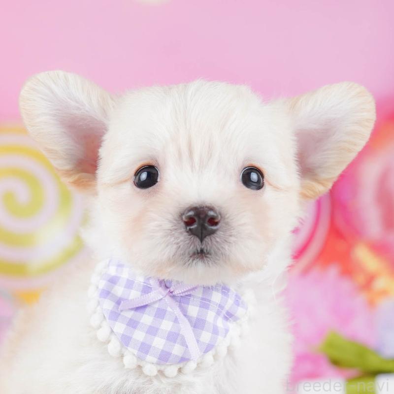 販売中の神奈川県のミックス犬-434042