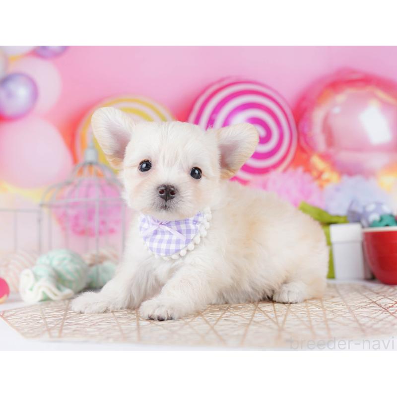 販売中の神奈川県のミックス犬-434042の15枚目