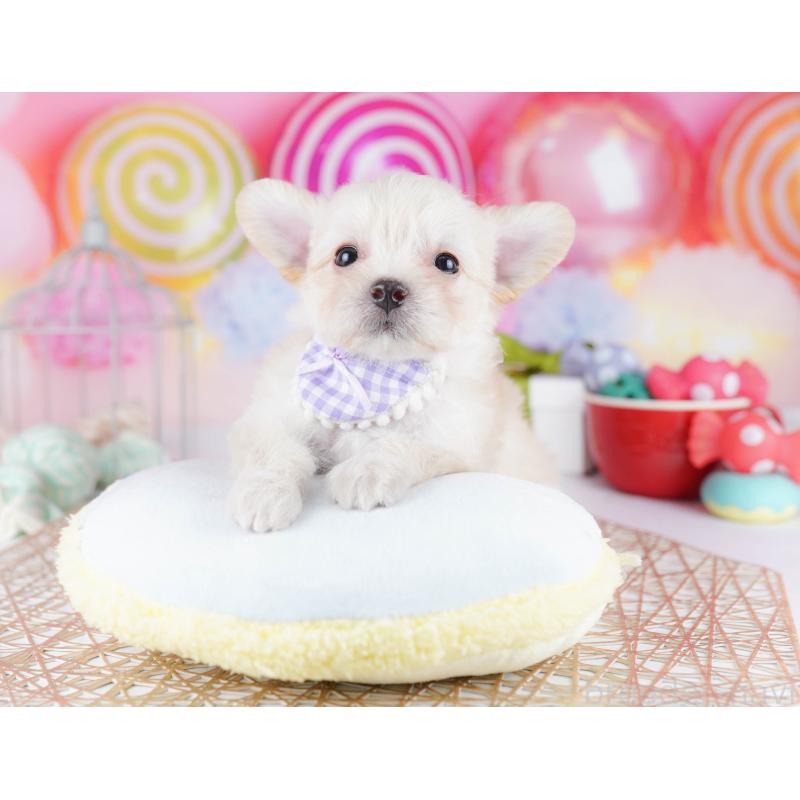 販売中の神奈川県のミックス犬-434042の14枚目