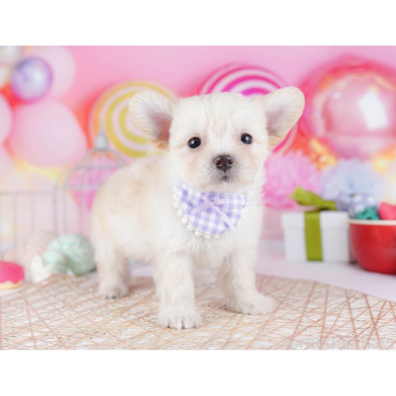 販売中の神奈川県のミックス犬-434042の13枚目