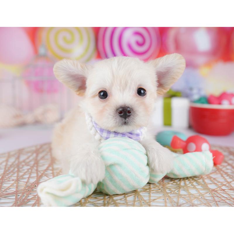 販売中の神奈川県のミックス犬-434042の12枚目