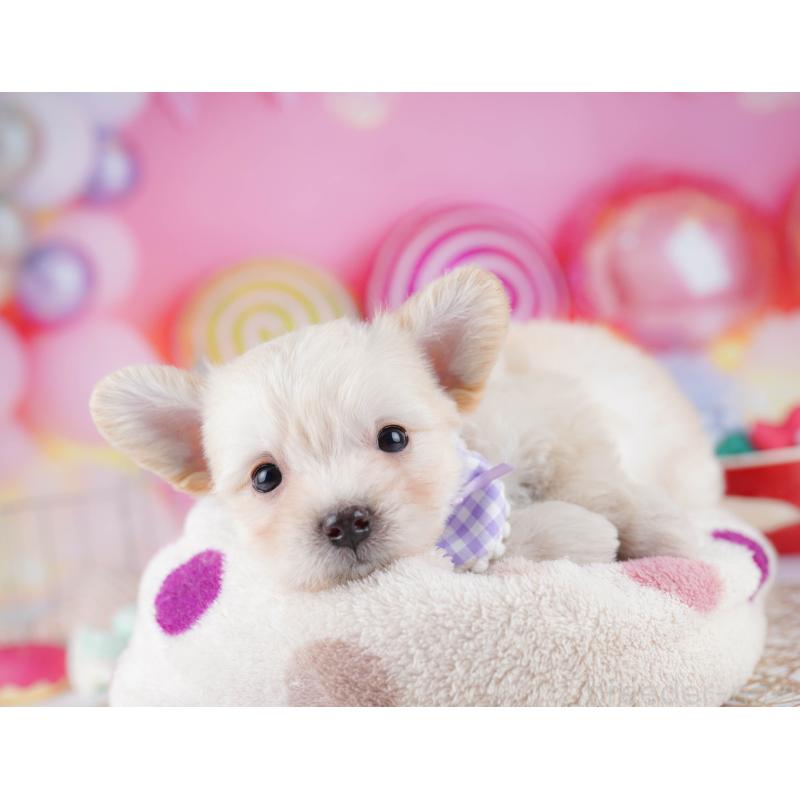 販売中の神奈川県のミックス犬-434042の11枚目