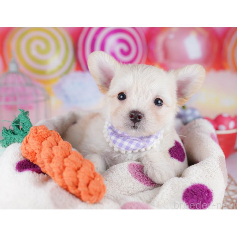 販売中の神奈川県のミックス犬-434042の10枚目