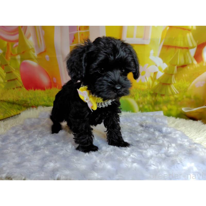 販売中の神奈川県のミックス犬-426519の9枚目