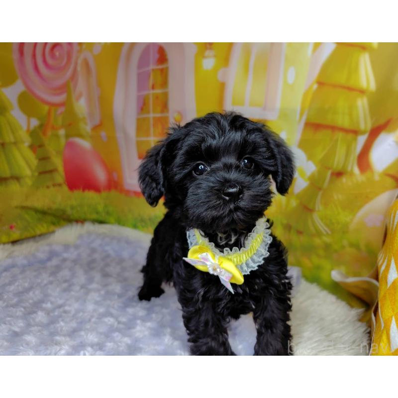 販売中の神奈川県のミックス犬-426519の7枚目