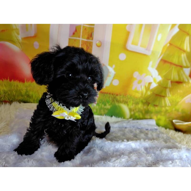 販売中の神奈川県のミックス犬-426519の6枚目