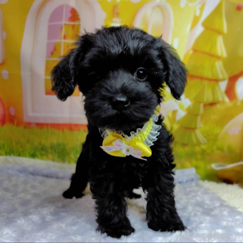 販売中の神奈川県のミックス犬-426519の5枚目