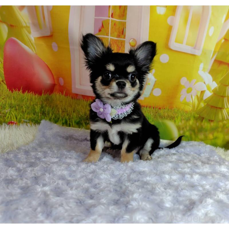 成約済の神奈川県のチワワ(ロングコート)-422505の9枚目