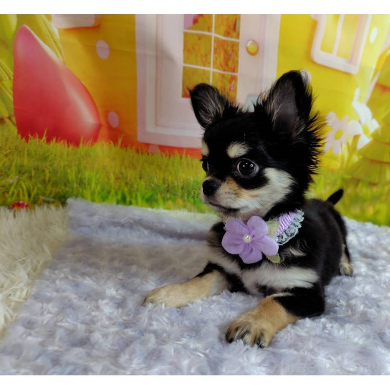 成約済の神奈川県のチワワ(ロングコート)-422505の8枚目