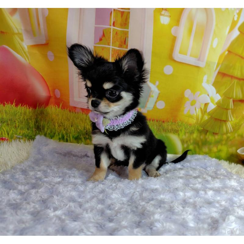 成約済の神奈川県のチワワ(ロングコート)-422505の6枚目