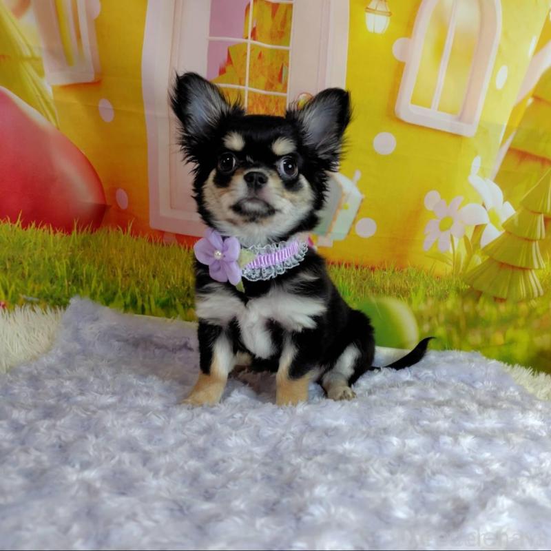 成約済の神奈川県のチワワ(ロングコート)-422505の5枚目