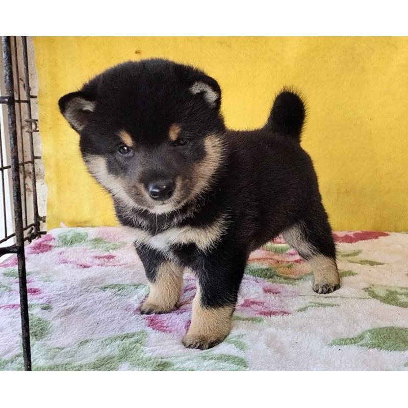 販売中の埼玉県の豆柴-434043の14枚目