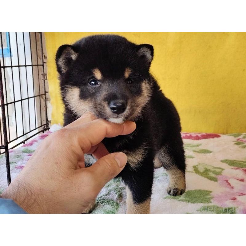 販売中の埼玉県の豆柴-434043の13枚目