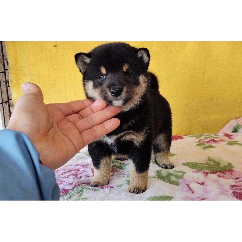 販売中の埼玉県の豆柴-434043の12枚目