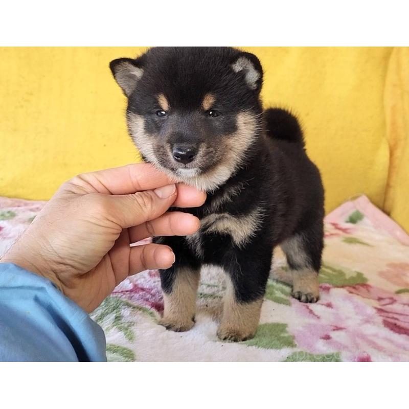 販売中の埼玉県の豆柴-434043の11枚目