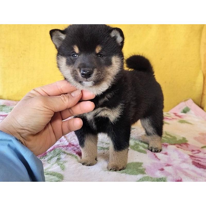 販売中の埼玉県の豆柴-434043の10枚目