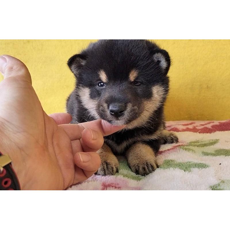 販売中の埼玉県の豆柴-434043の9枚目