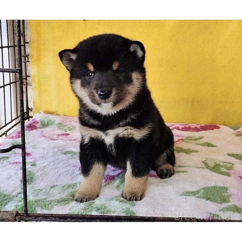 販売中の埼玉県の豆柴-434043の8枚目